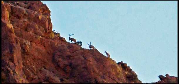New Mexico Florida Mountain Persian Ibex Hunts