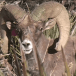 On the Desert Bighorn Hit List On the Desert Bighorn Hit List