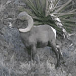 On the Desert Bighorn Hit List On the Desert Bighorn Hit List