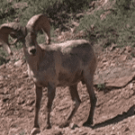 On the Desert Bighorn Hit List On the Desert Bighorn Hit List