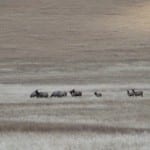 Valles Caldera Herd Bull
