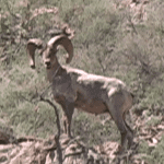 On the Desert Bighorn Hit List On the Desert Bighorn Hit List