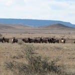 Bachelor Bulls November 19