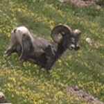 On the Rocky Mountain Hit List On the Rocky Mountain Hit List