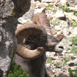 On the Rocky Mountain Hit List On the Rocky Mountain Hit List