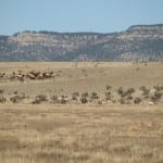 Only on the CS-bulls, antelope, and mulies "hangin"