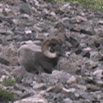 On the Rocky Mountain Hit List On the Rocky Mountain Hit List