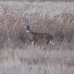 One of the up and coming whitetails on the CS