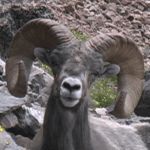 On the Rocky Mountain Hit List On the Rocky Mountain Hit List