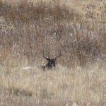 Nice Whitetail thinking we don't see him