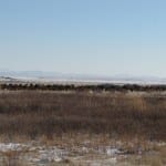Late Season Elk Herd
