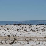 Late Season Elk Herd
