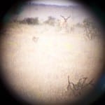 Sharon's Buck the day before