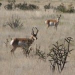 Janie's buck the day before