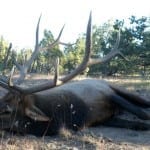 Don V's SB196 GMU15 Bull