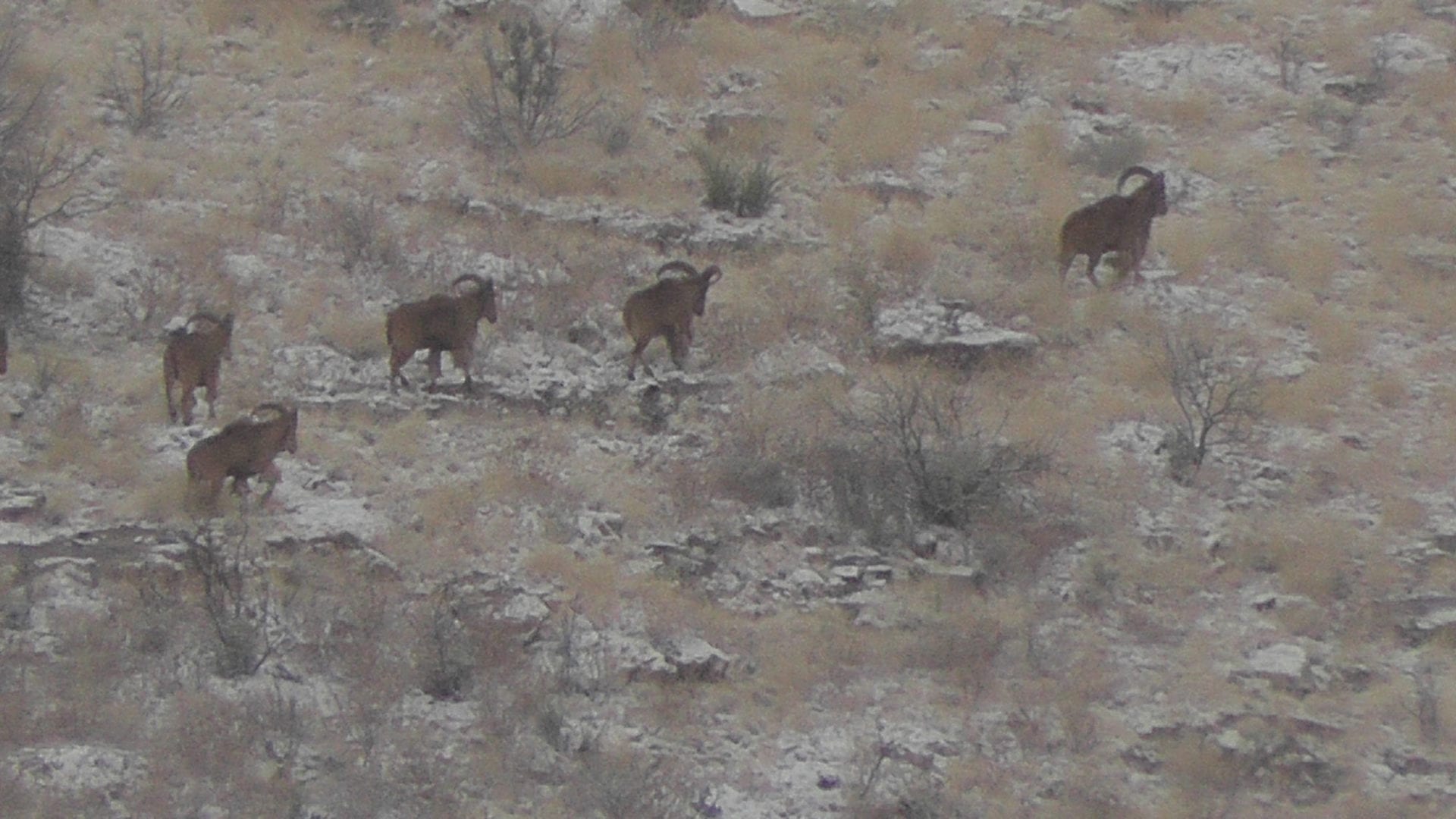 New Mexico’s Rio Hondo Land and Cattle Barbary Sheep (Aoudad) Hunts